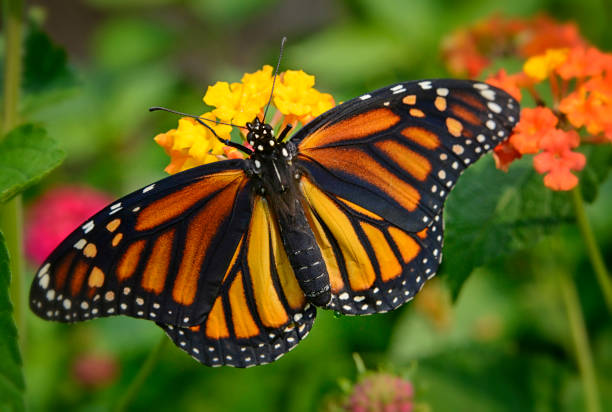 istock Monarch Butterfly With Lantana Flowers 1370389686