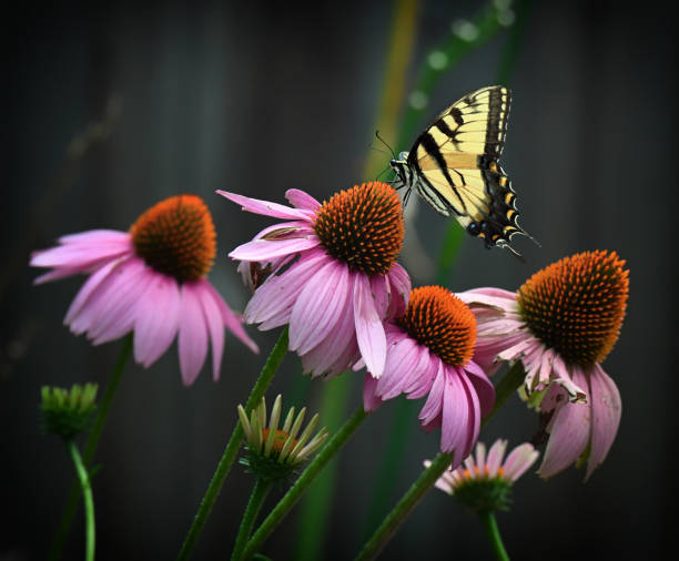 Eastern Tiger Swallowtail Butterfly drinking nectar from purple coneflowers.