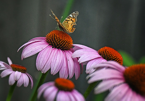 American Painted Lady Butterfly pollinating purple echinacea flowers.