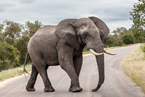Bull African Elephant in musth crossing a road in Kruger NP, South Africa stock photo