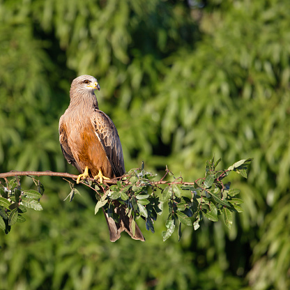 A wild Yellow-billed Kite, Milvus aegyptius, perched on a branch in the grounds of a lodge in Isalo National Park, Madagascar, Africa