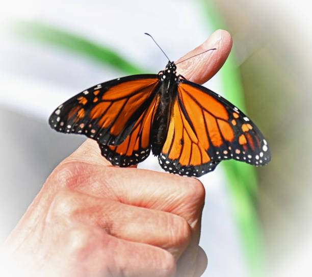 istock Monarch Butterfly Sitting on Human Hand 1370390317
