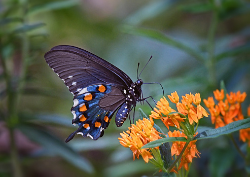 monarch butterfly collecting pollen on a flower