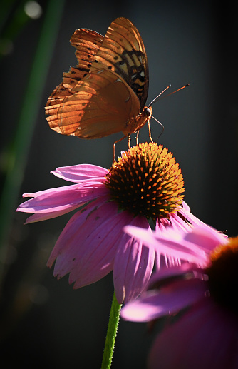 Diana Fritillary Butterfly male drinking nectar from a purple echinacea flower.