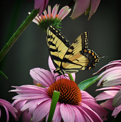 Yellow Eastern Tiger Swallowtail Butterfly drinking nectar from purple echinacea flowers.