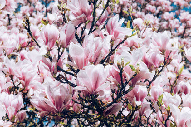 istock Pink Magnolia Tree with Blooming Flowers during Springtime 1370390703