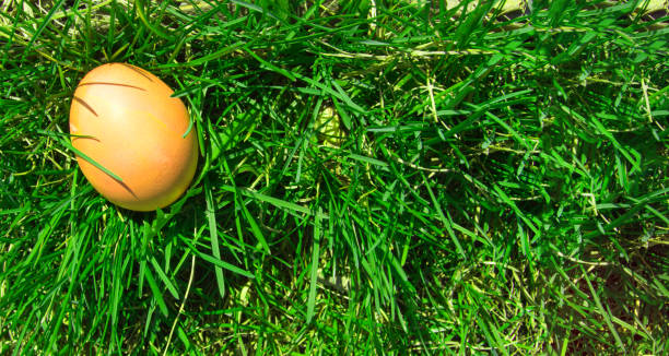 istock One painted Easter egg on a fresh spring meadow in bright sunlight, top view, a copy of the space and a place for the text on the right 1370390957