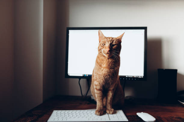 istock Cute ginger cat sleeps on the bed 1370390960