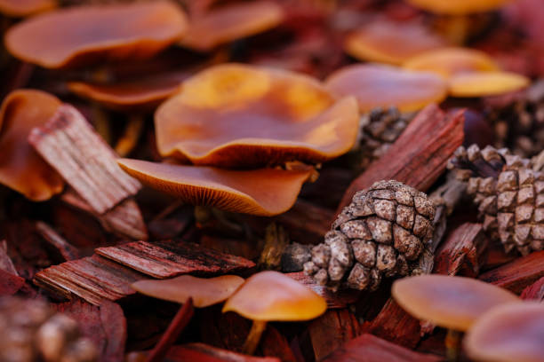 Close up of small red mushroom and pine cones in the forest ground