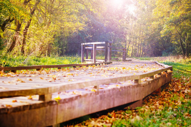 Wood path walk with fallen leaves in sunny autumn forest park