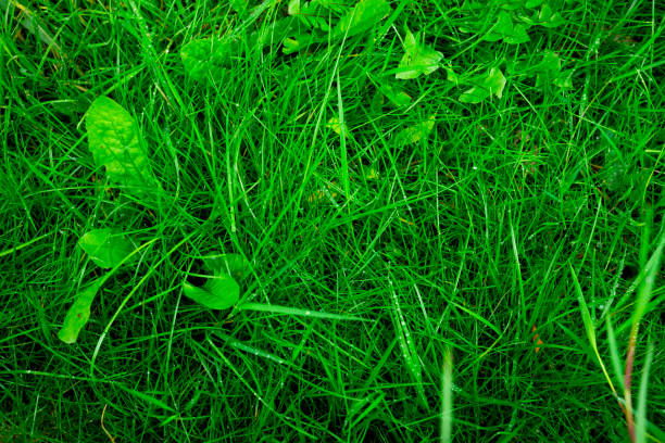 Close-up of a fresh new green spring wet grass texture background