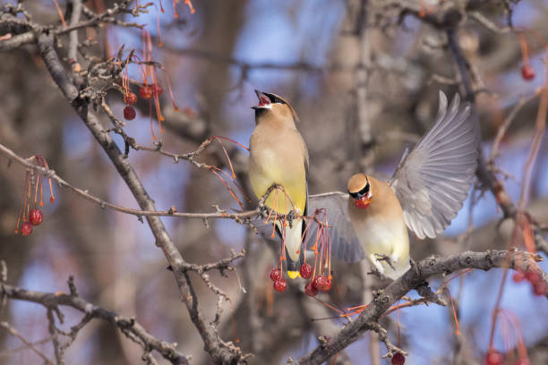 istock waxwing in Canadian winter 1370393324