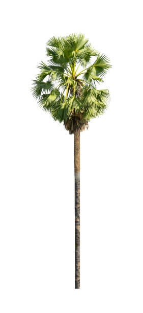 istock single sugar palm isolated on white background . 1370394030