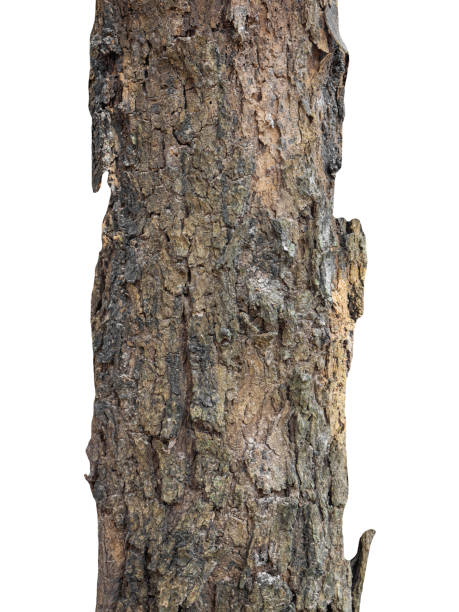 istock Trunk of a Tree Isolated On White Background 1370394031