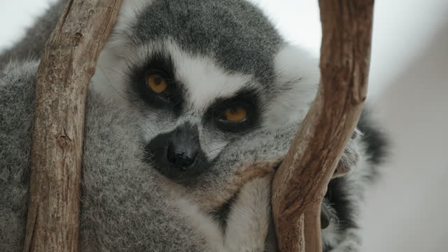 Ring-tailed lemur sleeping in a tree awakens from sleep and opens its eyes