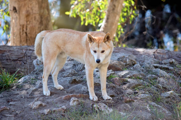 istock the golden dingo is standing on rocks 1370394380