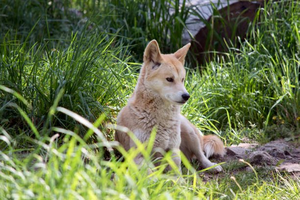 istock the golden dingo is a wild dog 1370394941