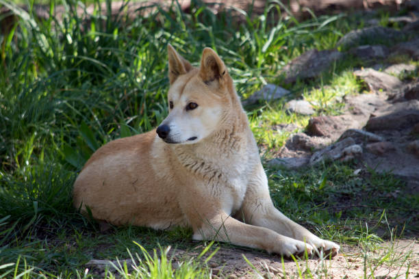 istock the golden dingo is an Australian wild dog 1370394954