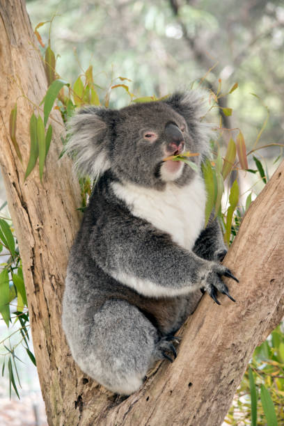 istock the koalai is eating gum leaves 1370394984