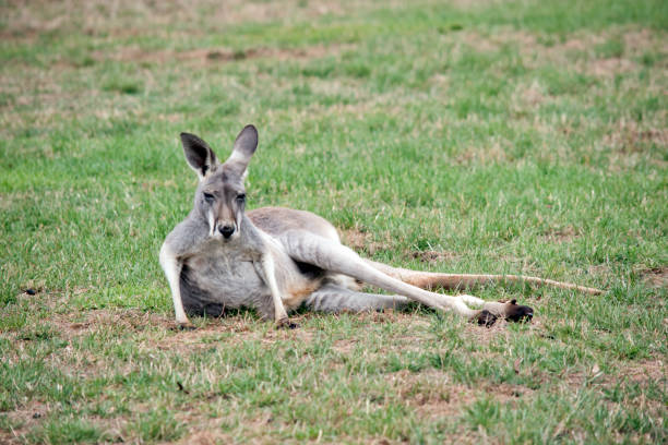 istock this is a female red kangaroo resting 1370395073