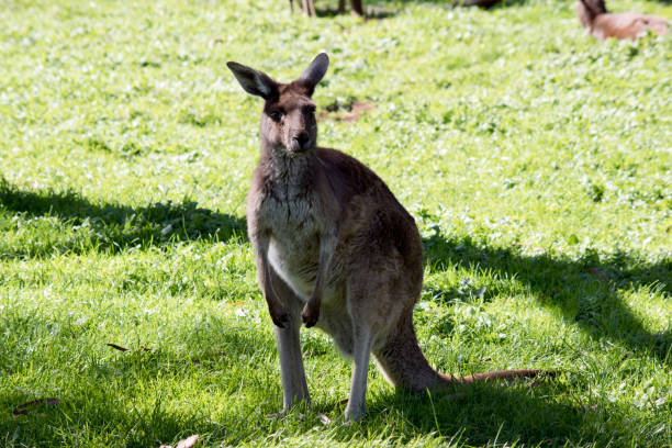 istock the western greyb kangaroo is brown 1370395532