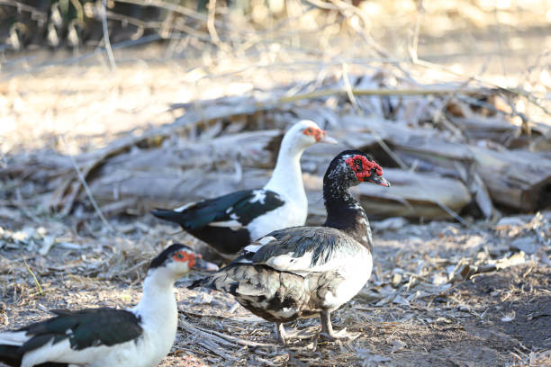 istock Close up duck in a park enjoying life. thai duck. 1370396792