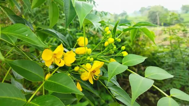 plant or flower of Senna bicapsularis, senna spectabilis, senna artemisioides, arsenic shrub, Argentinean senna, Shiny showerhead, which is yellow in a plantation area