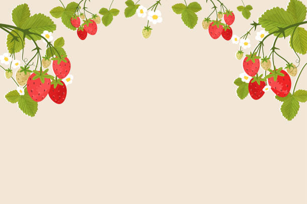 ilustraciones, imágenes clip art, dibujos animados e iconos de stock de strawberry vine fondo estirado. - strawberry vine