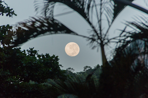 Moonset with silhouette of trees in the neighborhood of Copacabana Rio de Janeiro