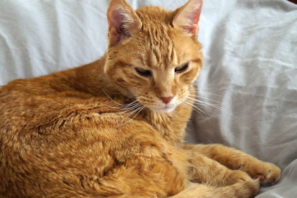 istock Orange cat with white whiskers 1370400262