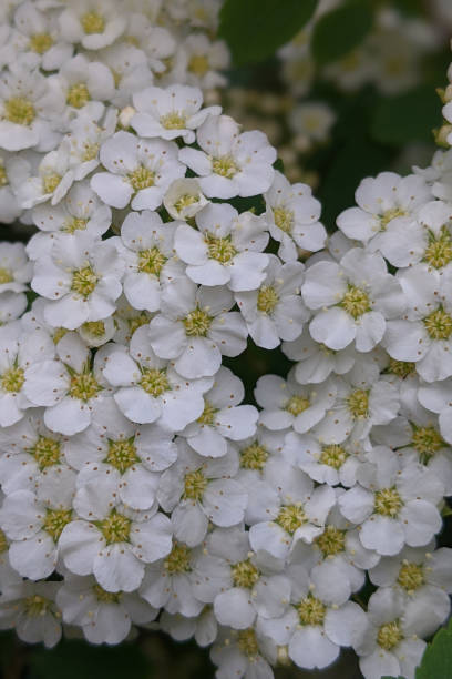 istock Bridal Wreath Flower in Spring 1370402387