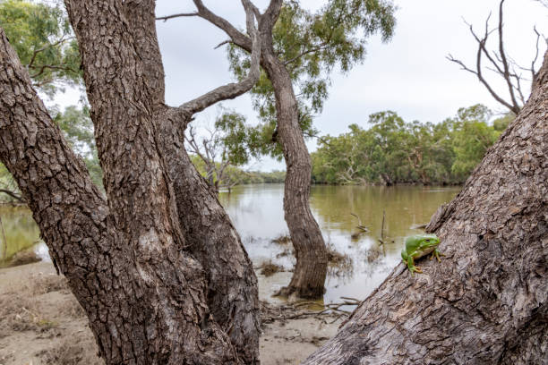 darling river n.s.w. australia - whites tree frog foto e immagini stock