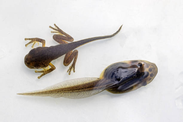 tadpoles - kikkervisje stockfoto's en -beelden