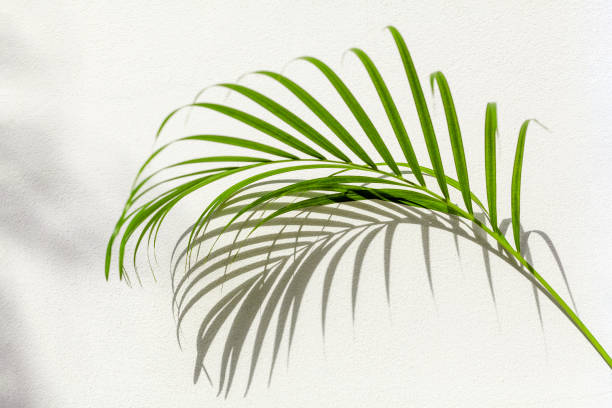 istock Green palm tree leaf shadow white texture wall, tropical leaves sunlight reflection background, plant branch shade backdrop, summer nature frame, floral pattern, foliage border decoration, copy space 1370403939