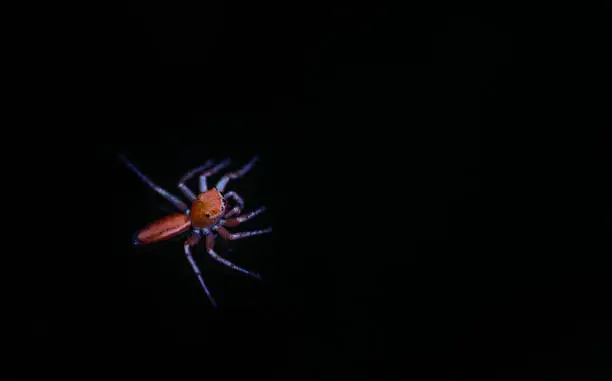 An orange-color spider in the dark, close up a small spider with a black background. Blank space for text.