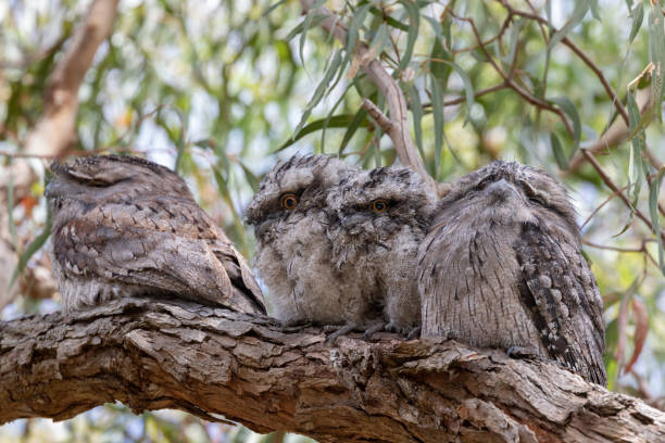 One Great Horned Owl juvenile (Bubo virginianus) practicing it's hunting skills with a bird carcass that it's mother had caught and given to it to practice with.Taken at Natural Bridges State Park, Santa Cruz, California, USA