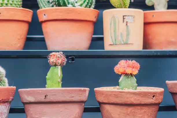 Photo of Botanic greenhouse garden, shop. Cultivation Ornamental real cactus in pot row beauty. Green grow cacti prickly flower blossom bloom. Summer floral design home decor. Collection various house plant