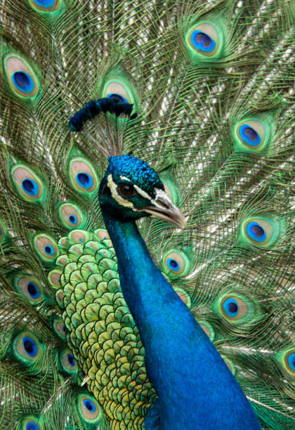 istock Percy Peacock at Filoli 1370407059