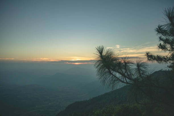 poranny wschód słońca i piękne drzewo pinus kesiya i dolina na wzgórzu w punkcie widokowym - kesiya zdjęcia i obrazy z banku zdjęć