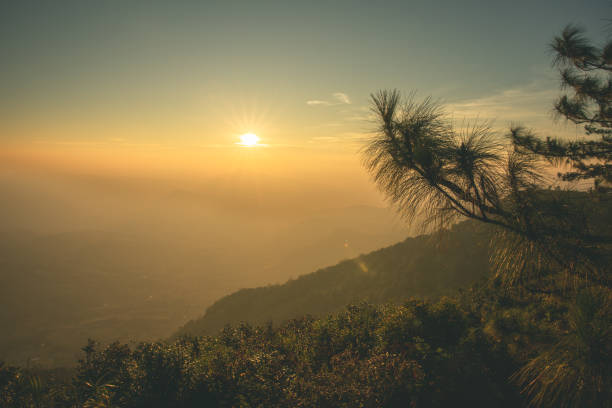 lever de soleil matinal et belle pinus kesiya arbre et vallée de la colline au point de vue - kesiya photos et images de collection