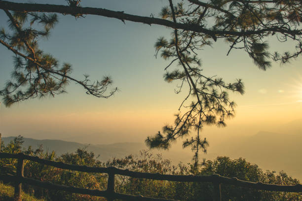 morning sunrise and beautiful pinus kesiya tree and hill valley at viewpoint - kesiya imagens e fotografias de stock
