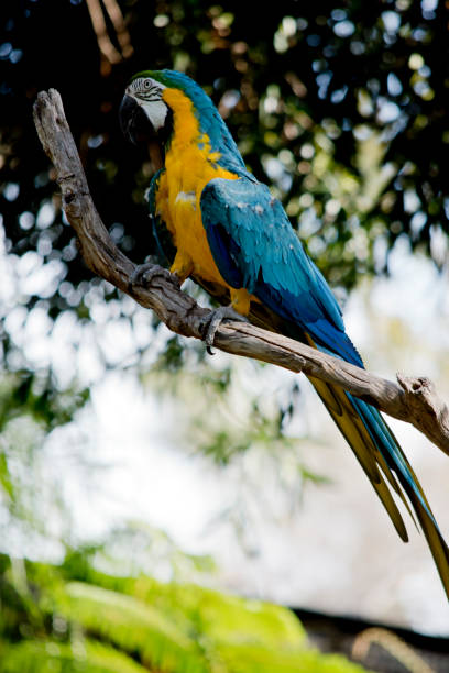 istock this is a side view of a blue and gold macaw 1370408712