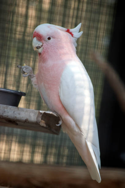 istock the major mitchell or pink cockatoo is perched on a stand 1370408853