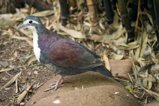 istock this is a side view of a new guinea ground dove 1370408867
