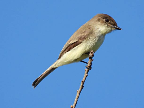 istock Eastern Phoebe (Sayornis phoebe) perched on a branch with a clear sky in the background 1370410702