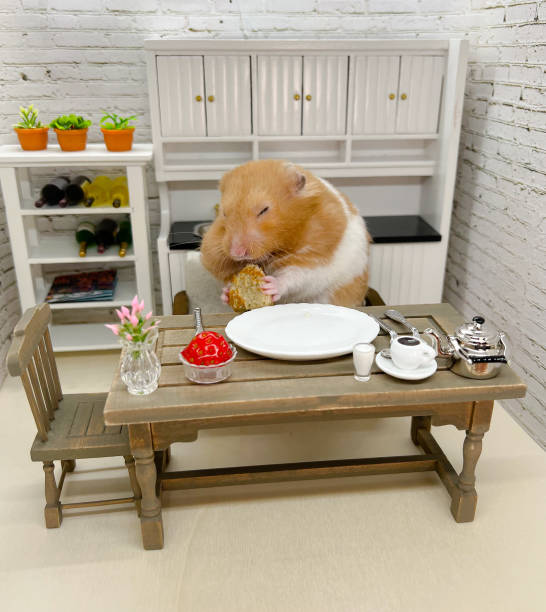 Golden hamster eating breakfast in a modern kitchen