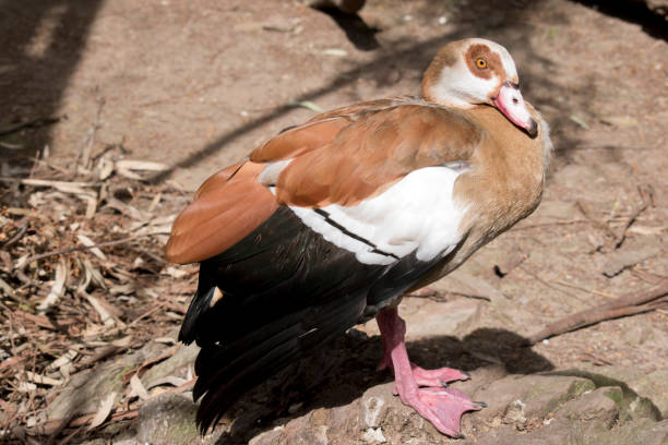 istock this is a side view of an egyptain goose 1370410824