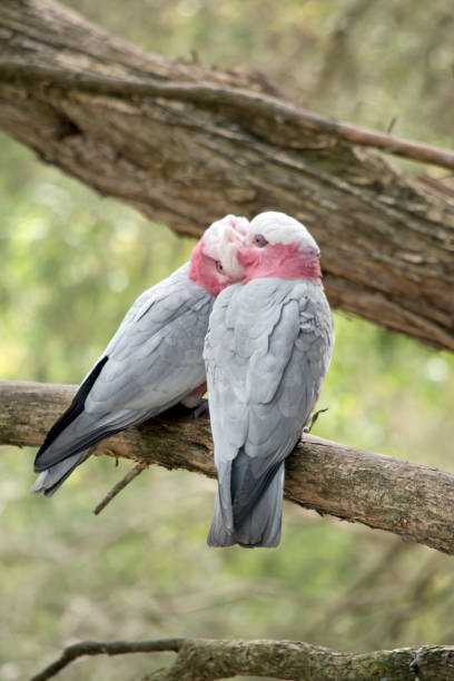 istock the galahs are preening each other 1370410846