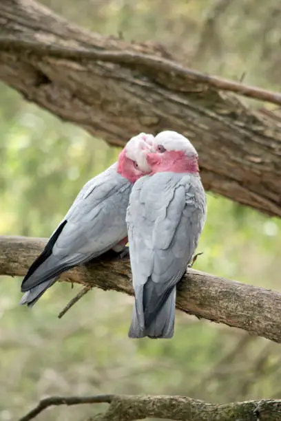 the two galahs are perched on a branch
