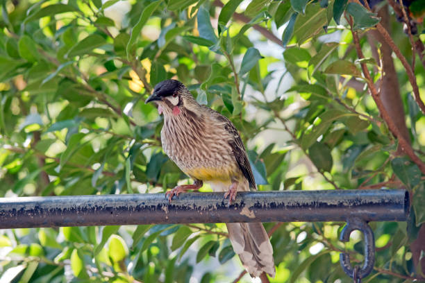 istock the red wattle bird has two little red wattles on its face 1370411638